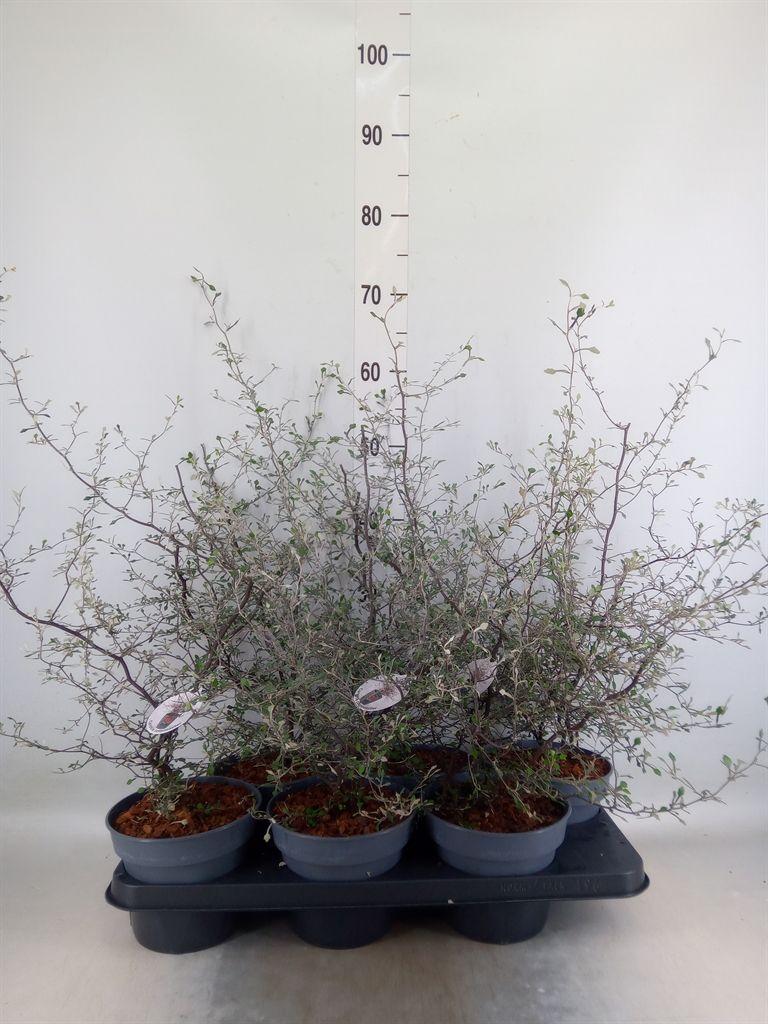 Горшечные цветы и растения оптом Corokia Cotoneaster от 6шт из Голландии с доставкой по России