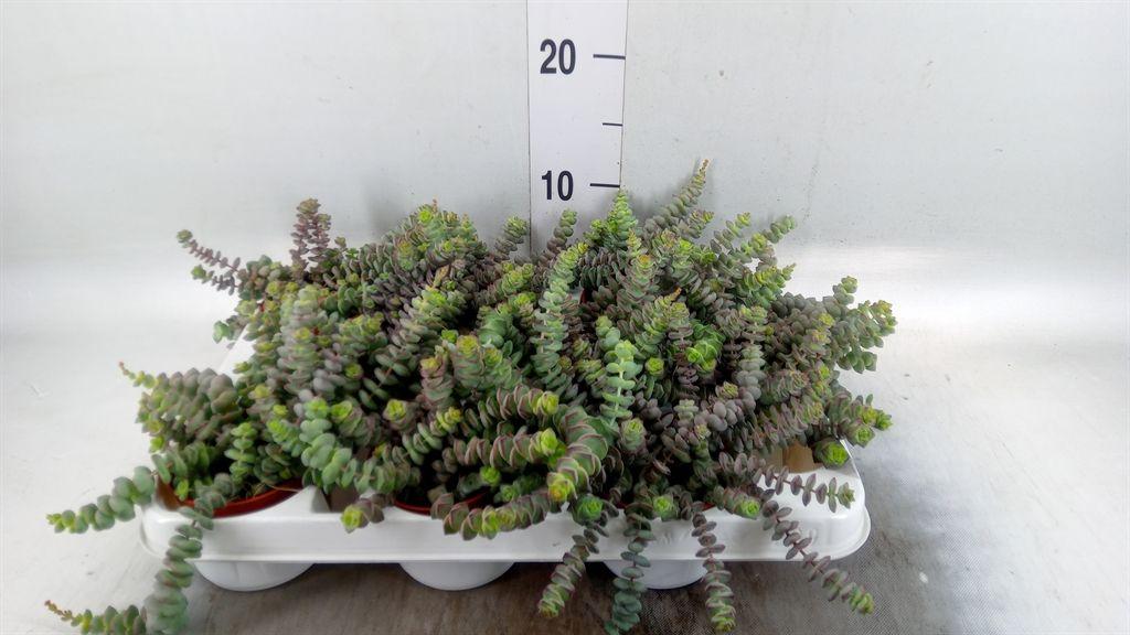 Горшечные цветы и растения оптом Crassula   ... от 12шт (для телеги) из Голландии с доставкой по России