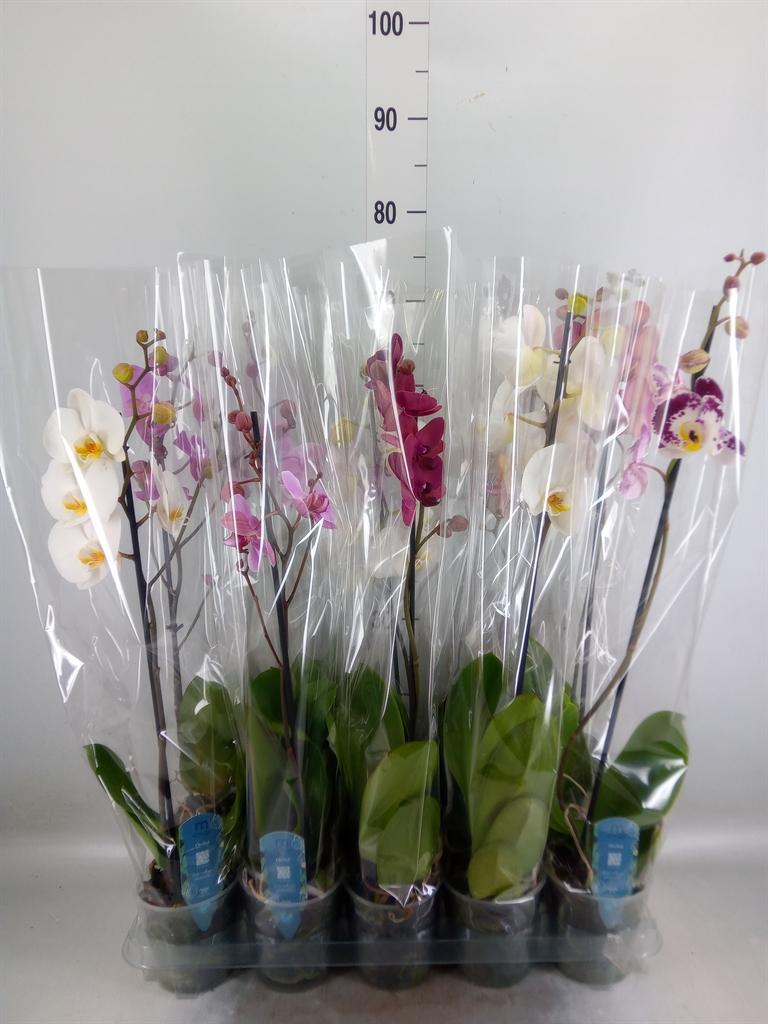Горшечные цветы и растения оптом Phalaenopsis   ...mix  5 от 10шт из Голландии с доставкой по России