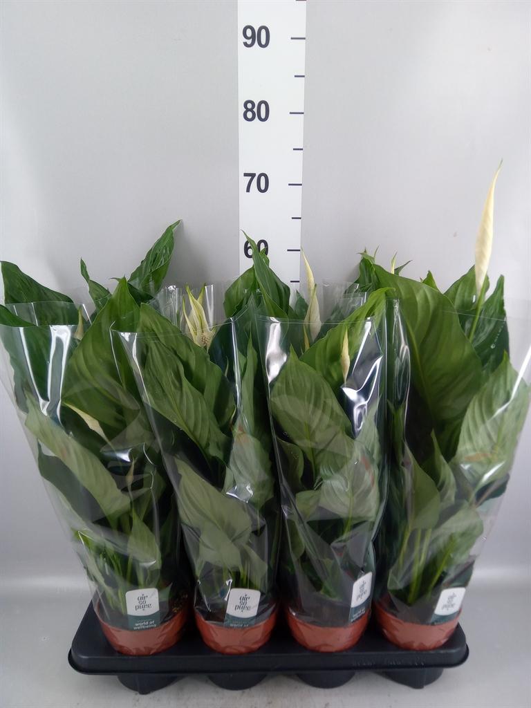 Горшечные цветы и растения оптом Spathiphyllum sweet Ricardo от 8шт из Голландии с доставкой по России
