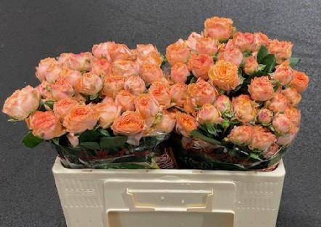 Срезанные цветы оптом Rosa spray laroque от 40шт из Голландии с доставкой по России