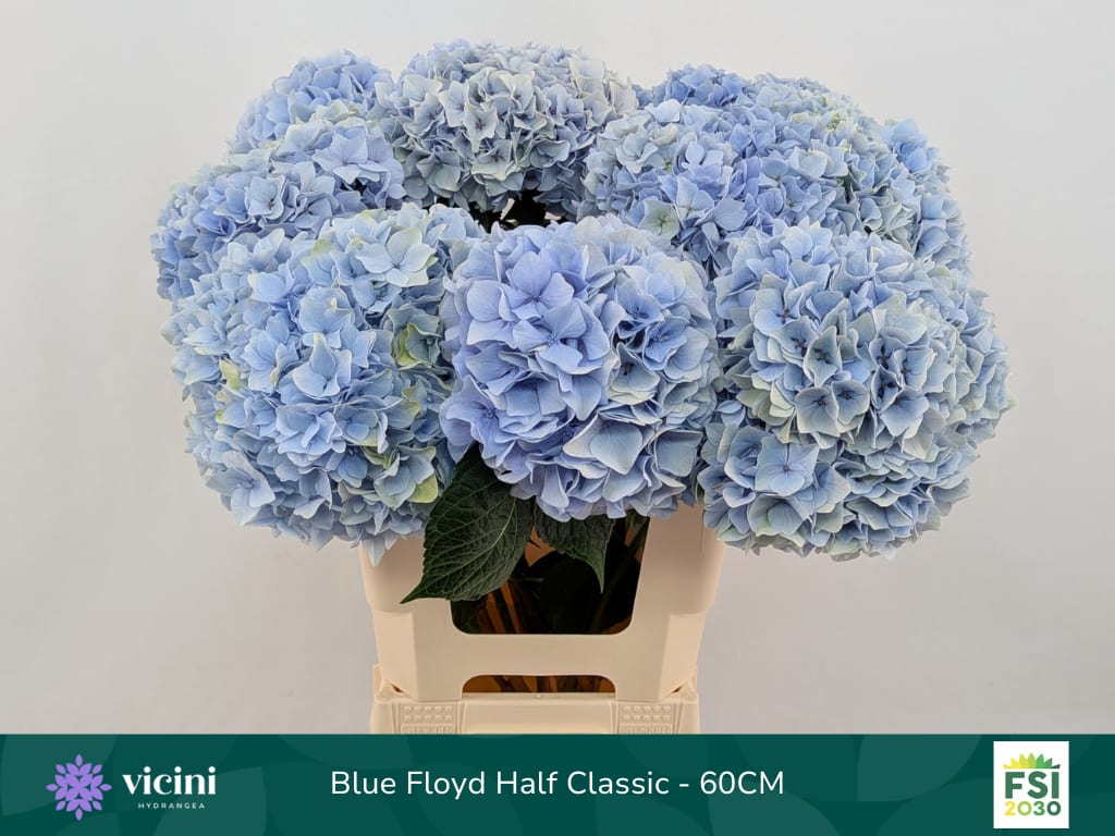 Срезанные цветы оптом Hydrangea mag pink floyd blue от 10шт из Голландии с доставкой по России