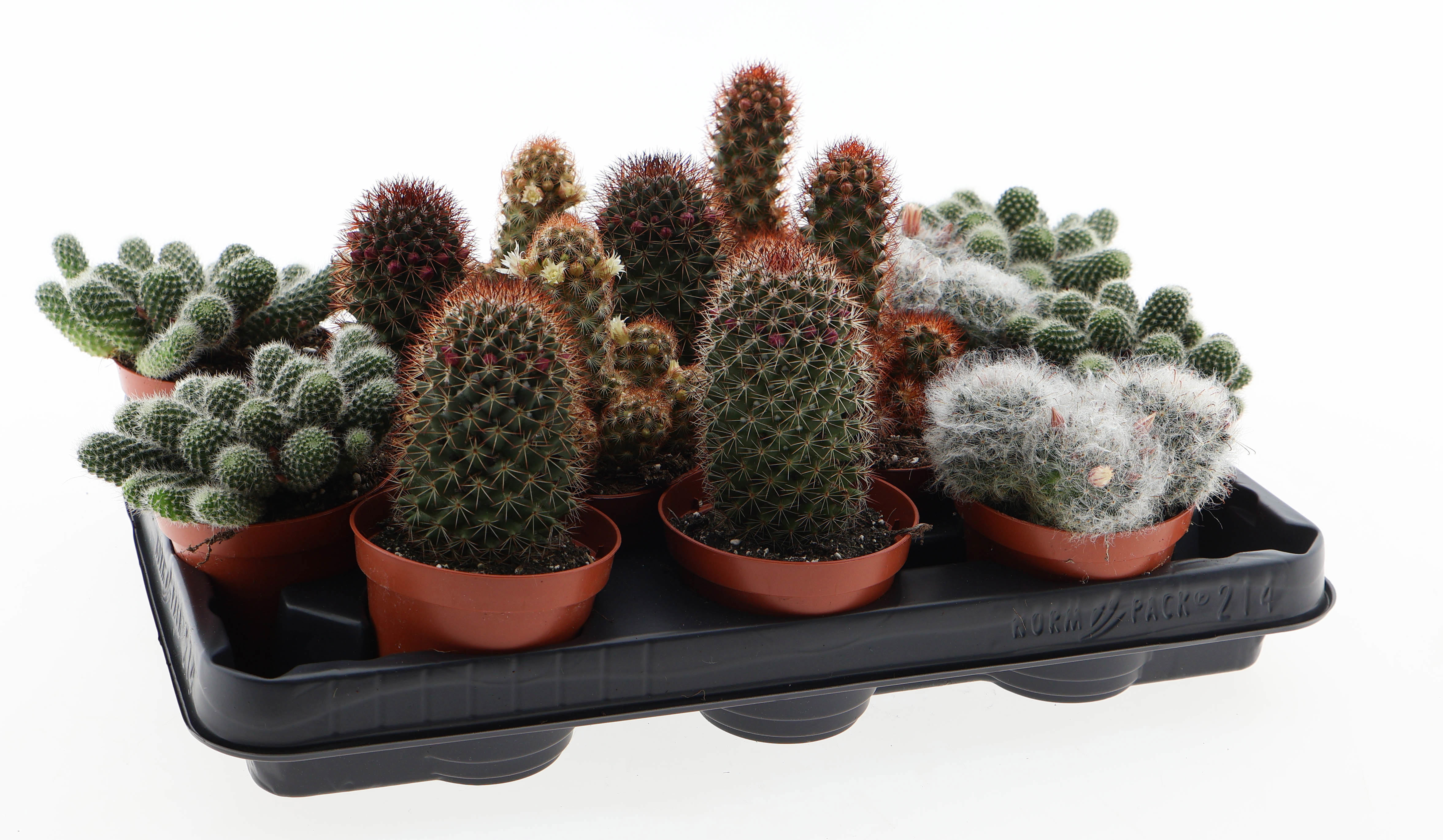 Горшечные цветы и растения оптом Mammillaria Mix Flowering от 14шт (для телеги) из Голландии с доставкой по России