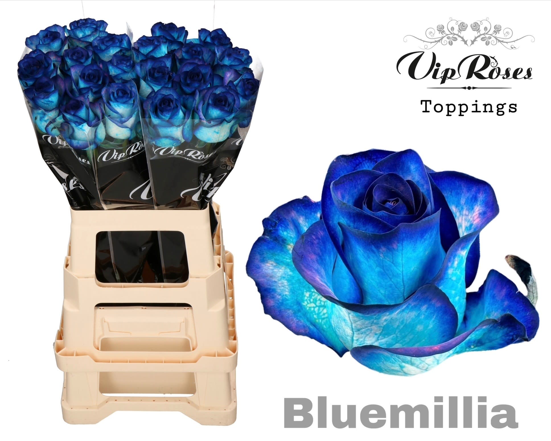Срезанные цветы оптом Rosa large paint bluemilia от 20шт из Голландии с доставкой по России