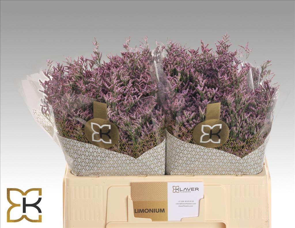 Срезанные цветы оптом Limonium piuma sky от 100шт из Голландии с доставкой по России