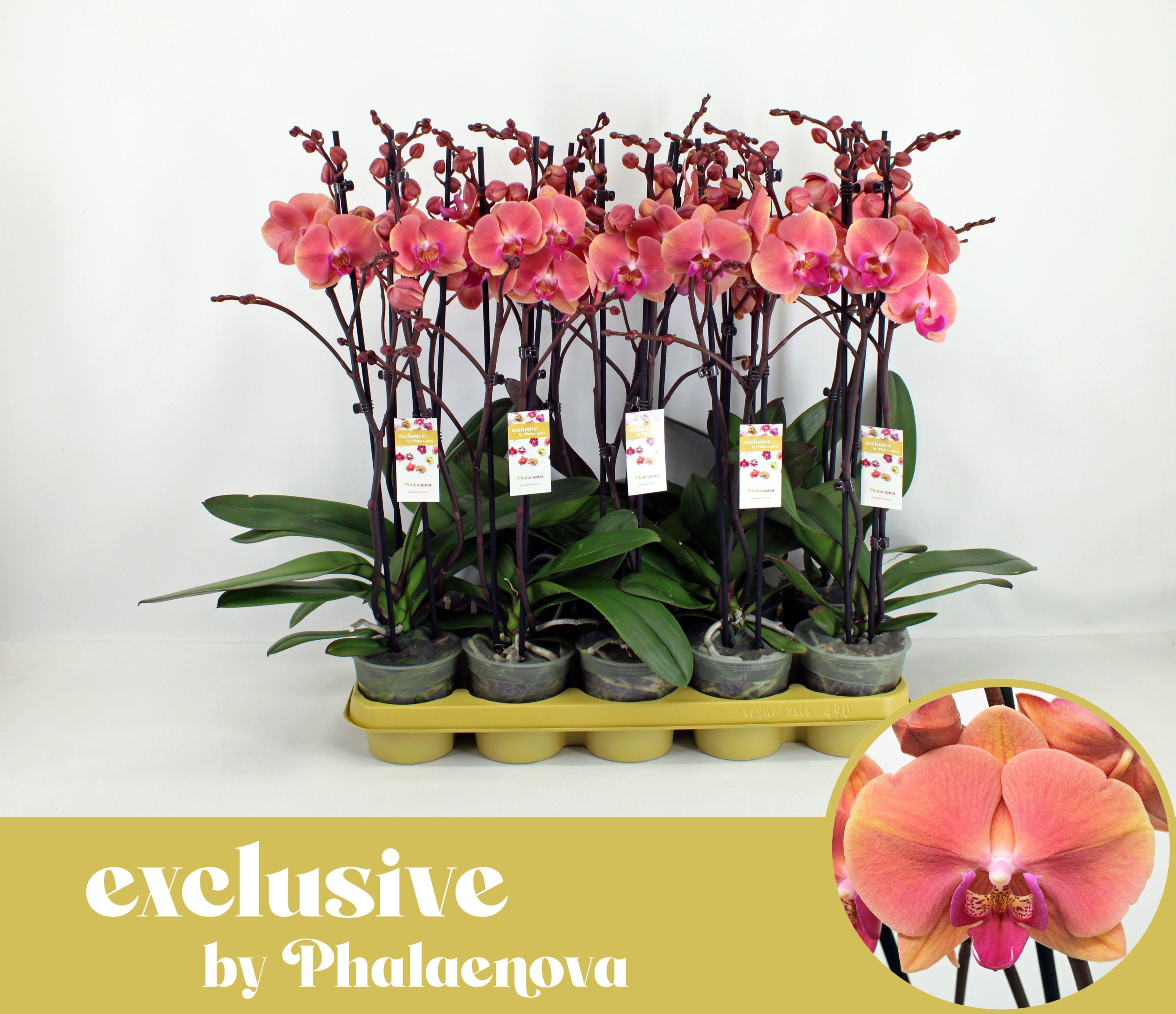 Горшечные цветы и растения оптом Phal 2st Menton 16+ (phalaenova) от 10шт из Голландии с доставкой по России