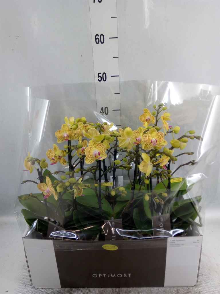 Горшечные цветы и растения оптом Phalaenopsis Multi.   ...rose от 6шт из Голландии с доставкой по России