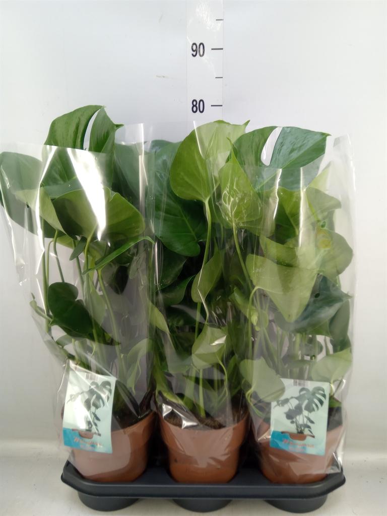 Горшечные цветы и растения оптом Monstera Delic. от 3шт из Голландии с доставкой по России