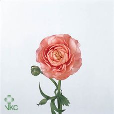 Срезанные цветы оптом Ranunculus elegance pink от 100шт из Голландии с доставкой по России