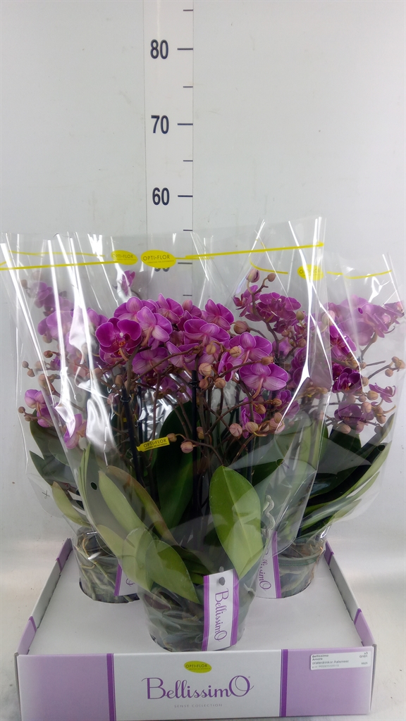 Горшечные цветы и растения оптом Phalaenopsis Multi.   ...lilac от 3шт из Голландии с доставкой по России