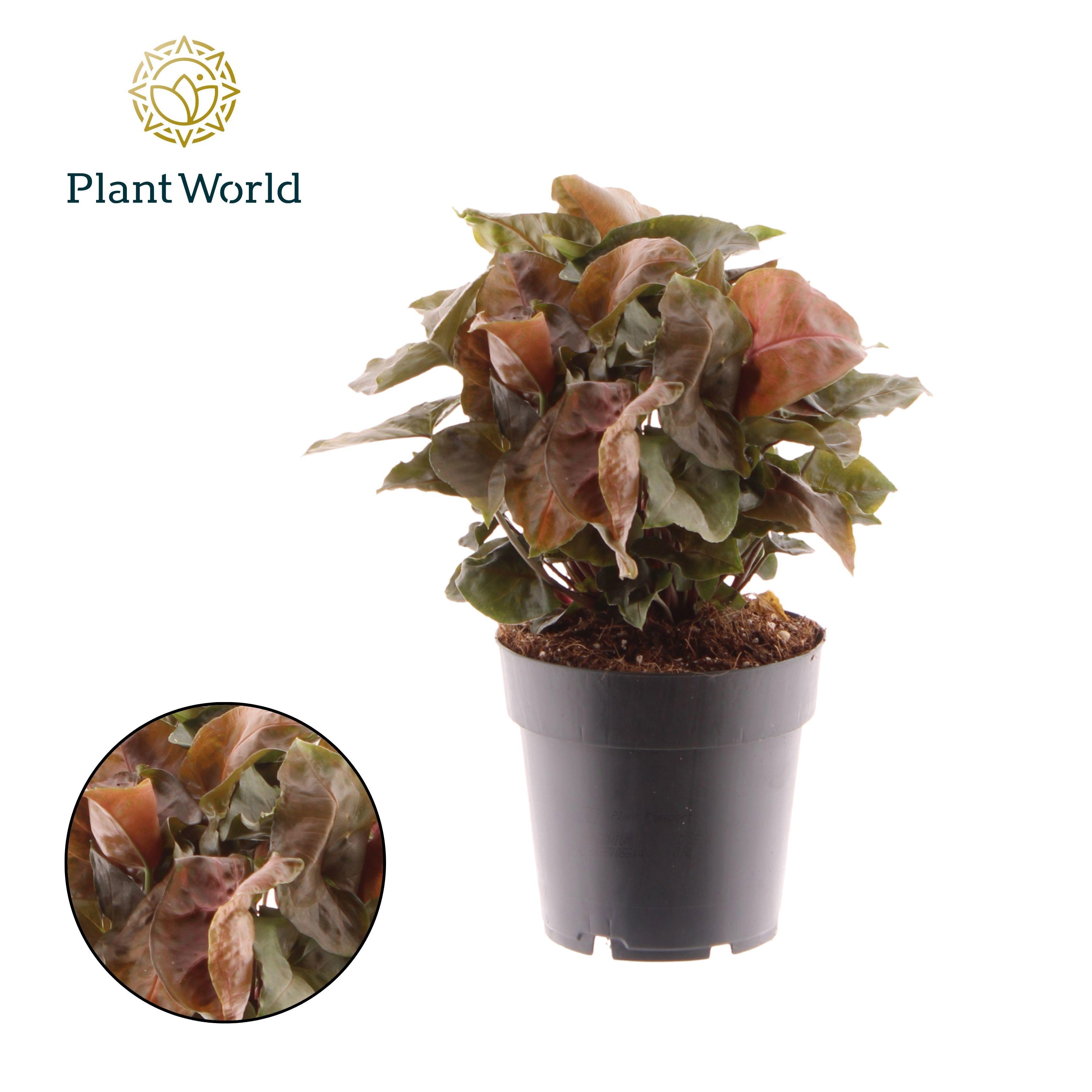 Горшечные цветы и растения оптом Syngonium Maria от 7шт из Голландии с доставкой по России