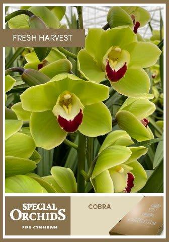 Срезанные цветы оптом Cymbidium green cobra от 12шт. из Голландии с доставкой по России
