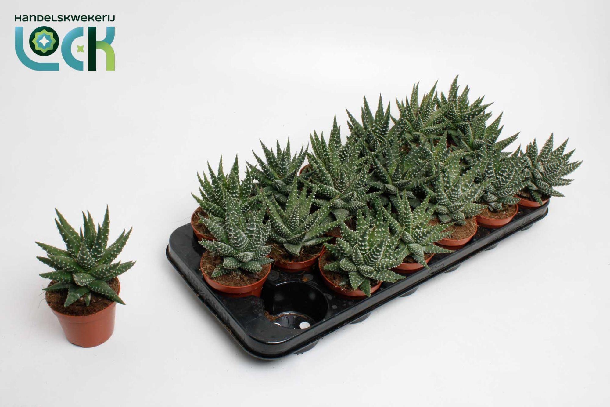 Горшечные цветы и растения оптом Haworthia Margaritifera от 12шт (для телеги) из Голландии с доставкой по России