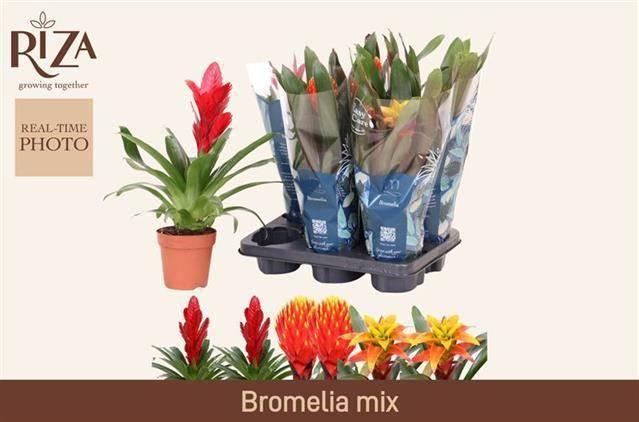 Горшечные цветы и растения оптом Bromelia Gem 6 Srt от 6шт из Голландии с доставкой по России