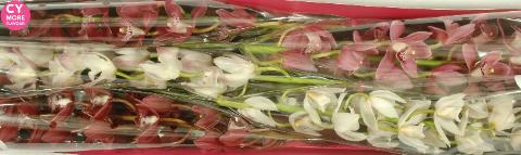 Срезанные цветы оптом Minicymbidium mix love от 4шт. из Голландии с доставкой по России