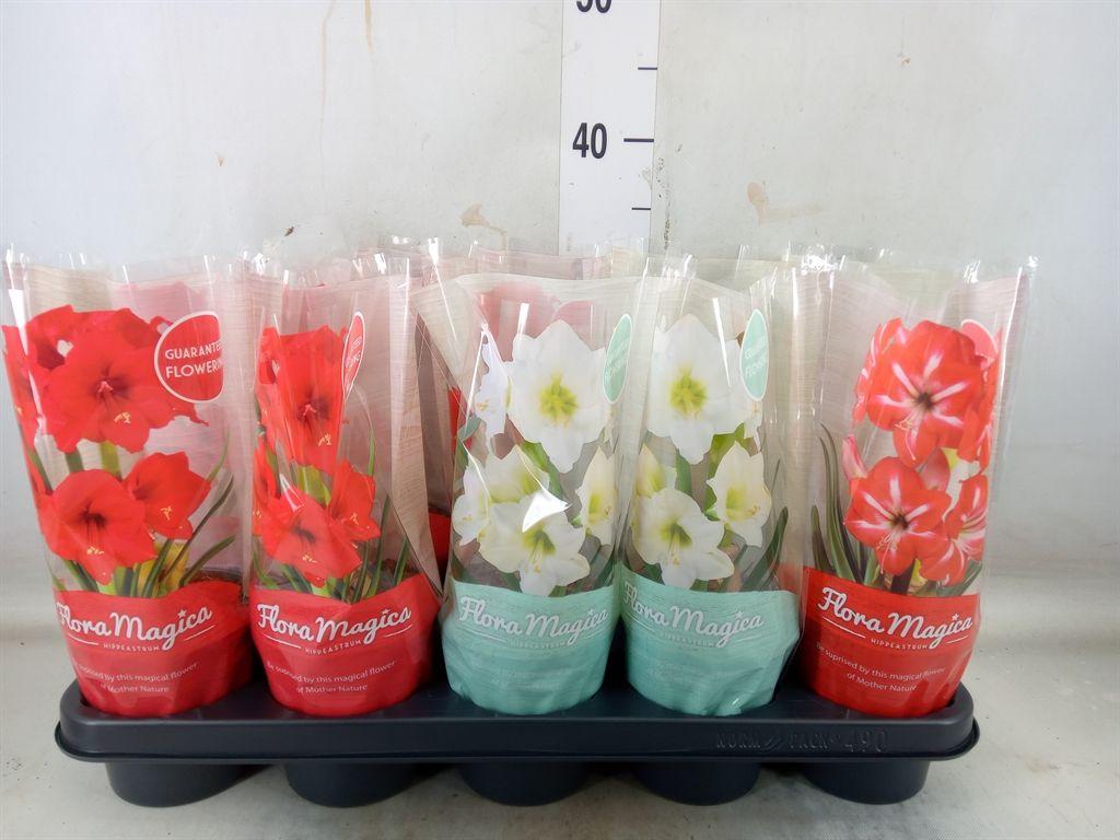 Горшечные цветы и растения оптом Hippeastrum   ... от 10шт из Голландии с доставкой по России