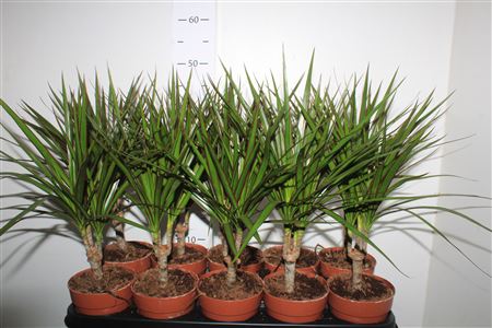 Горшечные цветы и растения оптом Drac Marginata 15cm Stem от 10шт из Голландии с доставкой по России