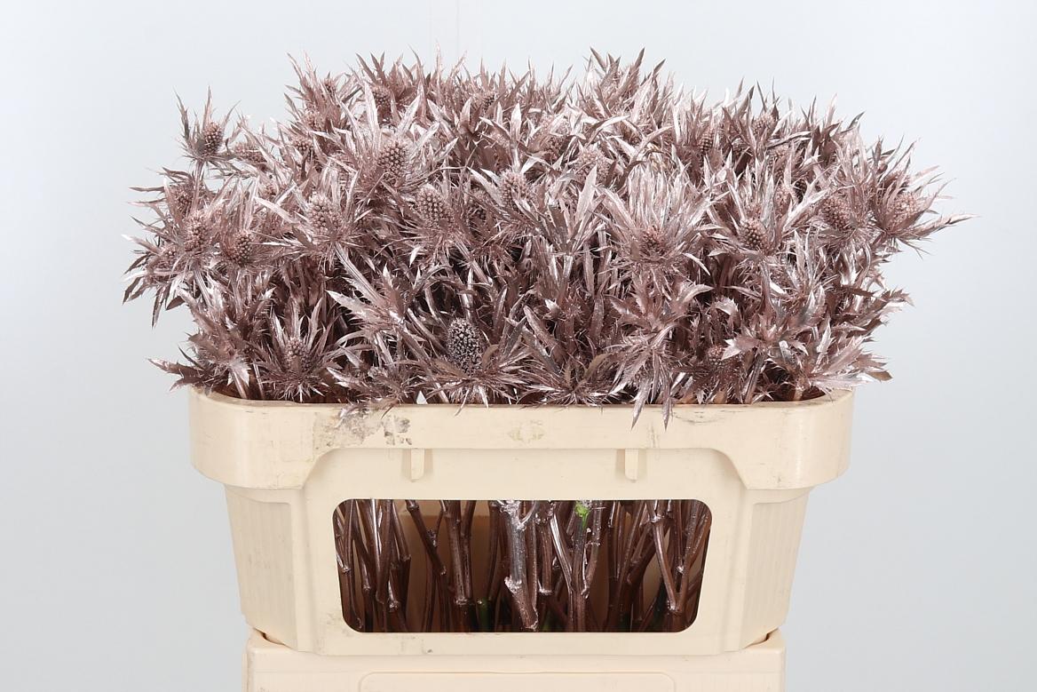 Срезанные цветы оптом Eryngium orion paint champagne от 50шт из Голландии с доставкой по России