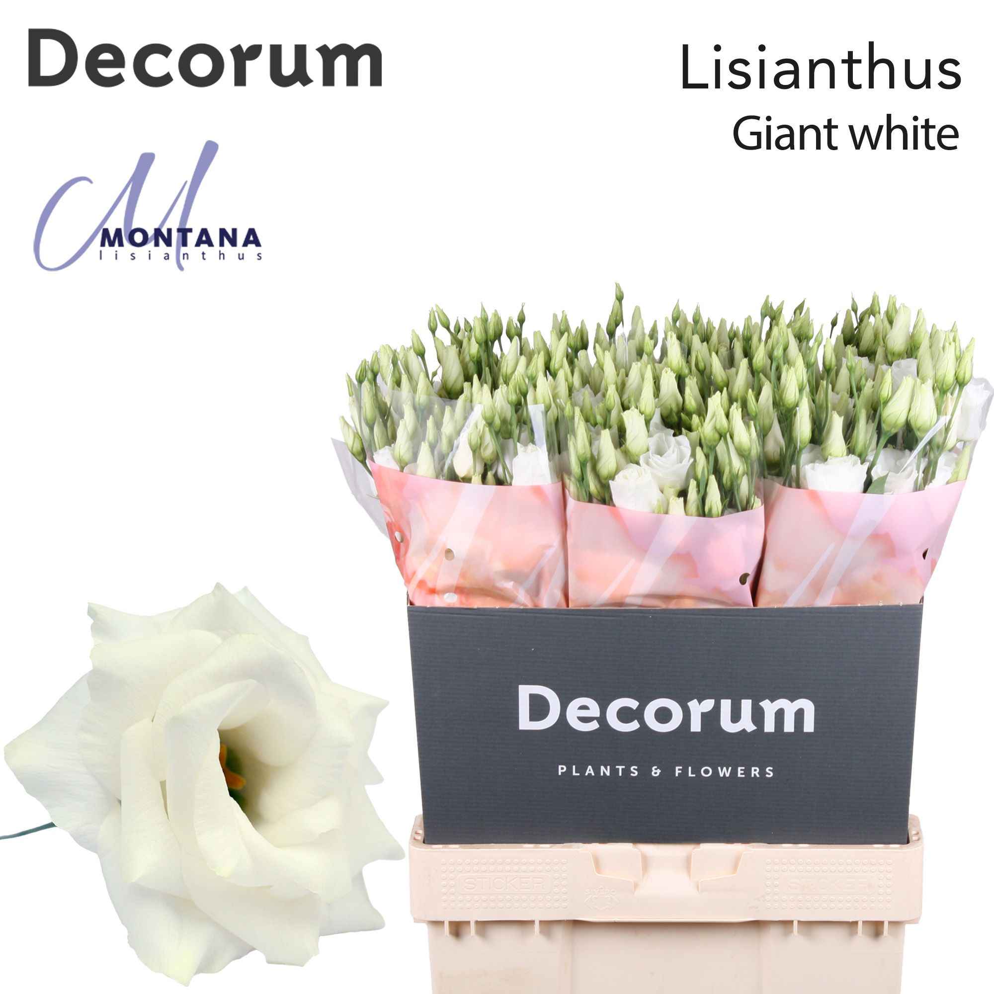 Срезанные цветы оптом Lisianthus do arena giant white от 40шт. из Голландии с доставкой по России