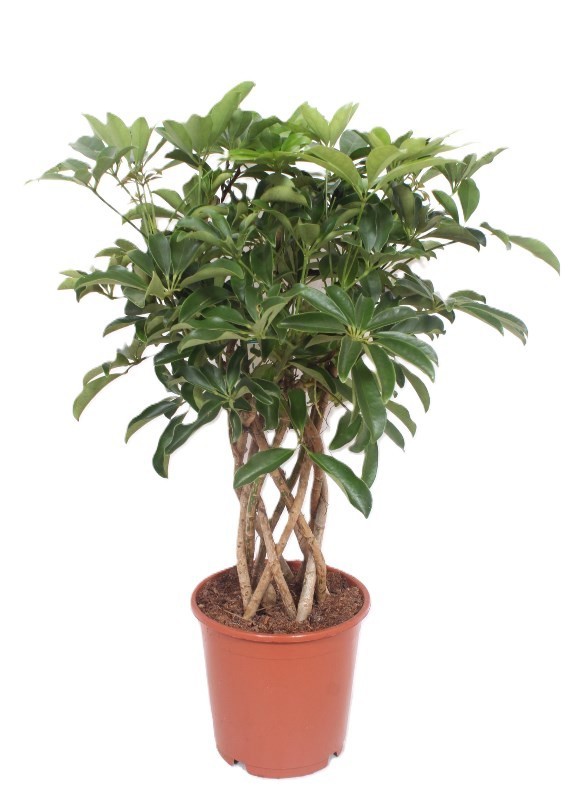Горшечные цветы и растения оптом Schefflera Compacta Tube от 1шт из Голландии с доставкой по России