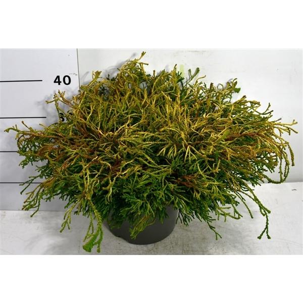 Горшечные цветы и растения оптом Chamaecyparis Obt Gitte от 1шт из Голландии с доставкой по России