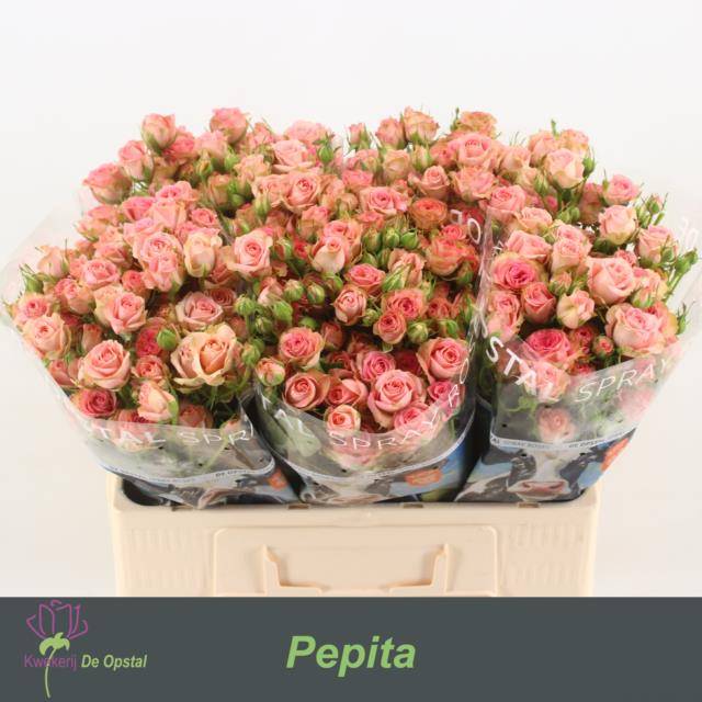 Срезанные цветы оптом Rosa spray pepita от 50шт. из Голландии с доставкой по России