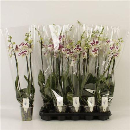 Горшечные цветы и растения оптом Phal An Marrakesh 3 Branches 21+ * Spring Deal от 10шт из Голландии с доставкой по России