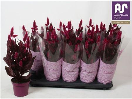 Горшечные цветы и растения оптом Cel Mystic Shades от 10шт из Голландии с доставкой по России