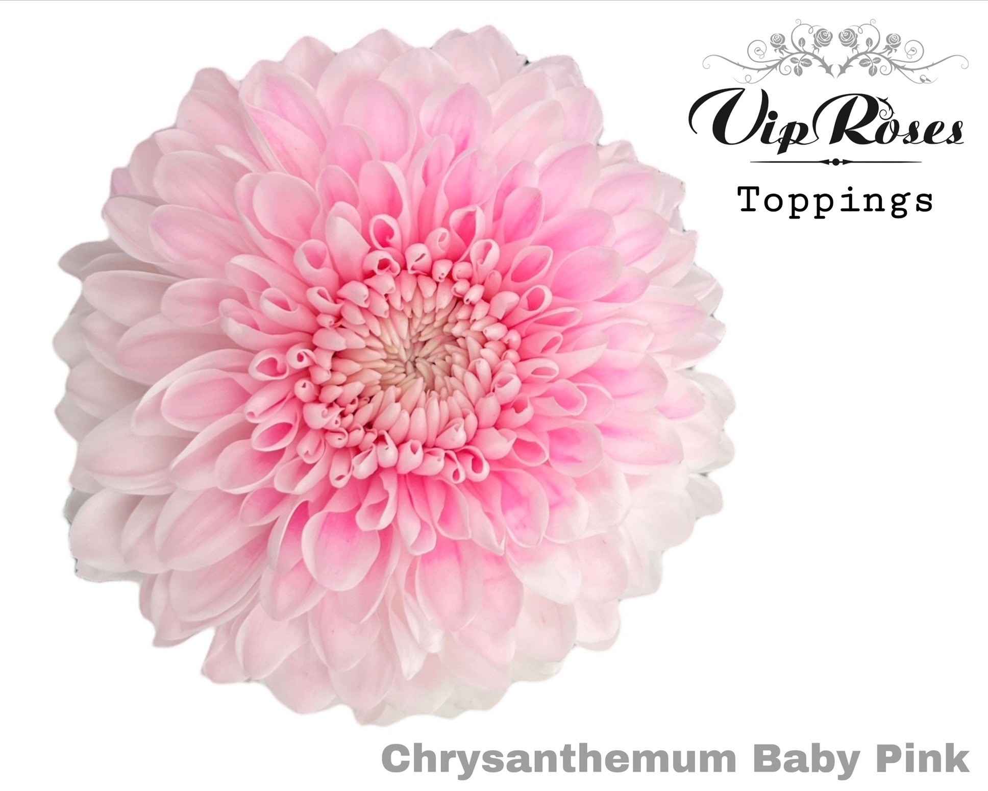 Срезанные цветы оптом Chrys bl paint baby pink от 20шт. из Голландии с доставкой по России