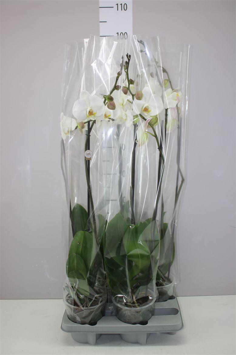 Горшечные цветы и растения оптом Phal Wit 2 Tak от 4шт из Голландии с доставкой по России