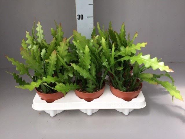 Горшечные цветы и растения оптом Epiphyllum Anguliger AA от 6шт из Голландии с доставкой по России