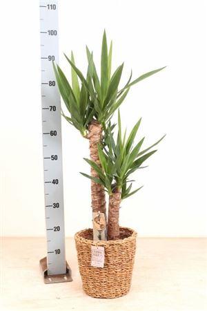 Горшечные цветы и растения оптом Yucca 60-30 Cm In De Mand от 1шт из Голландии с доставкой по России