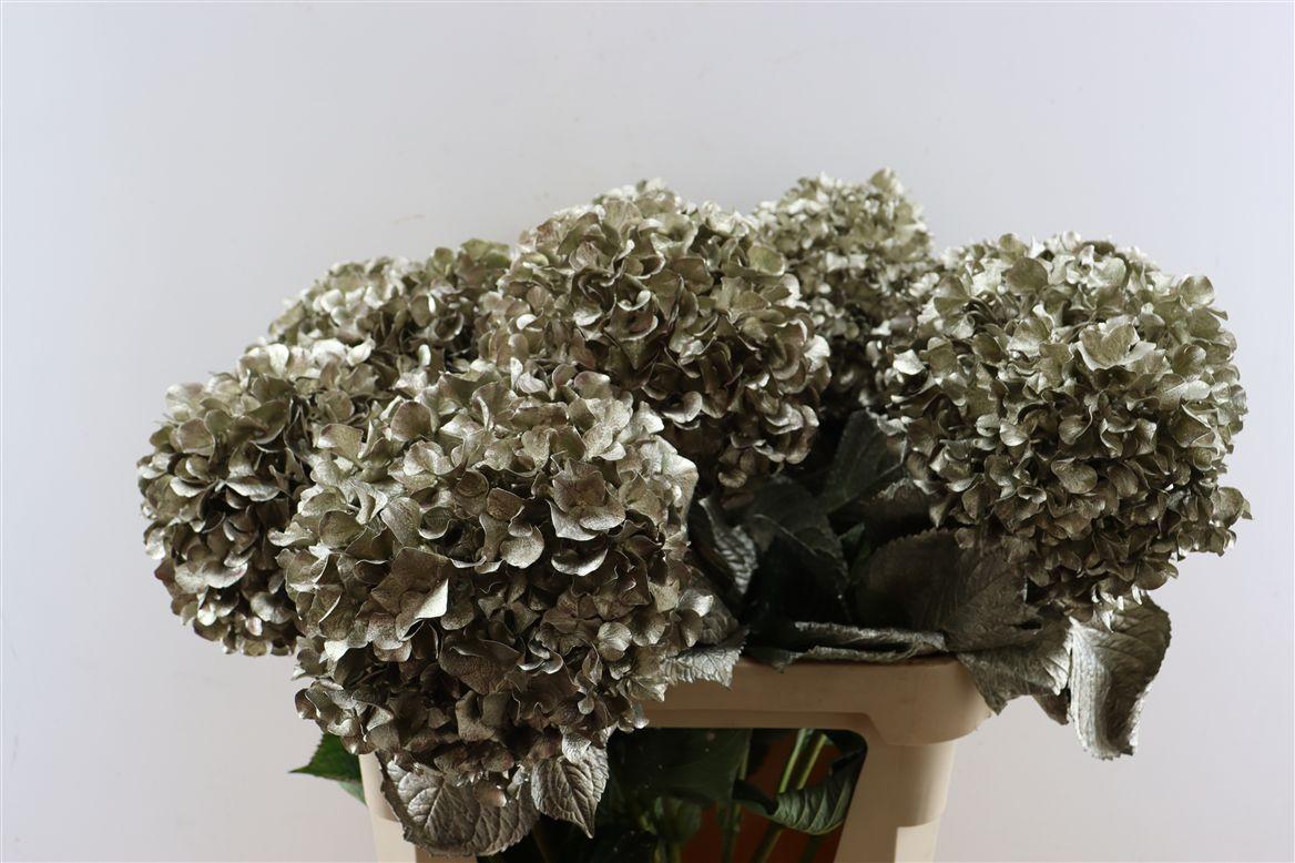 Срезанные цветы оптом Hydrangea paint patina от 10шт из Голландии с доставкой по России