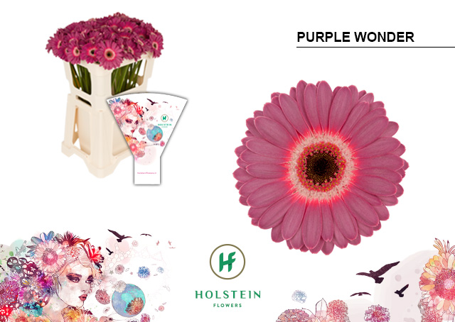 Срезанные цветы оптом Germini purple wonder от 80шт из Голландии с доставкой по России