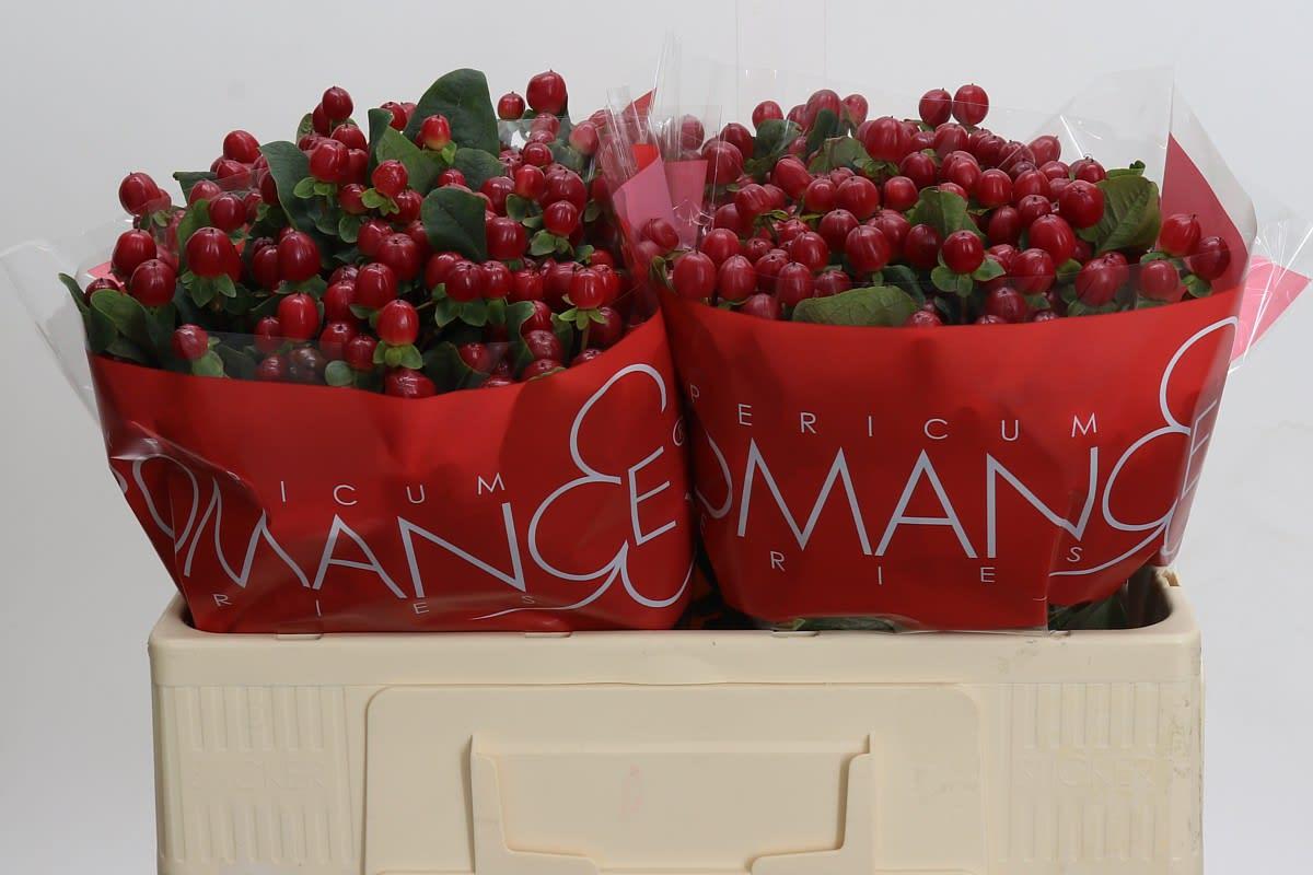 Срезанные цветы оптом Hypericum red light romance от 100шт из Голландии с доставкой по России