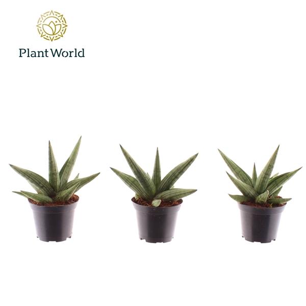 Горшечные цветы и растения оптом Sansevieria Helios Dwarf от 16шт (для телеги) из Голландии с доставкой по России