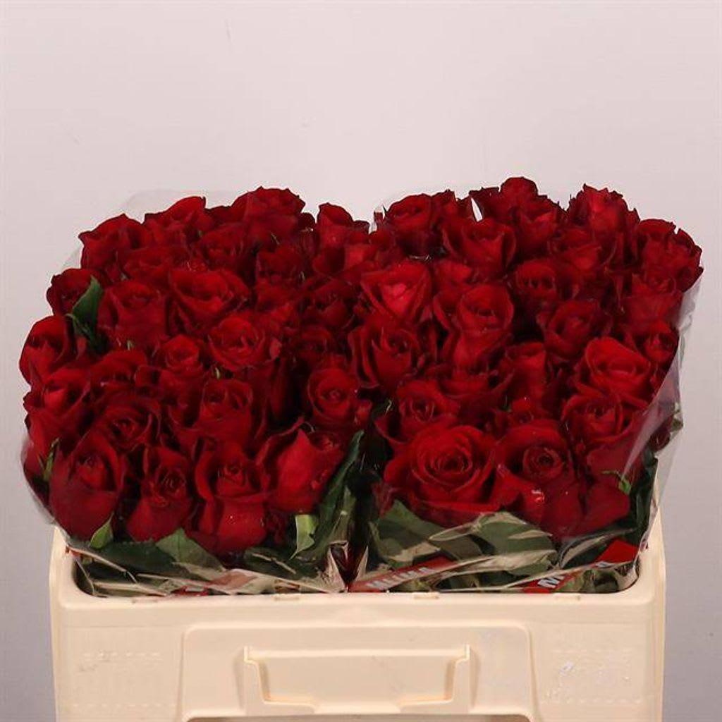 Срезанные цветы оптом Rosa large ever red от 50шт.. из Голландии с доставкой по России