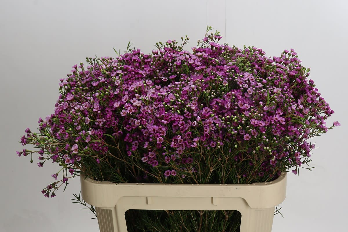 Срезанные цветы оптом Chamelaucium jupiter от 100шт из Голландии с доставкой по России