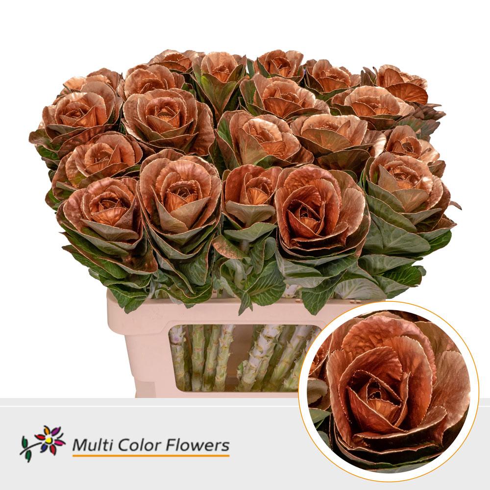 Срезанные цветы оптом Brassica paint copper от 20шт из Голландии с доставкой по России
