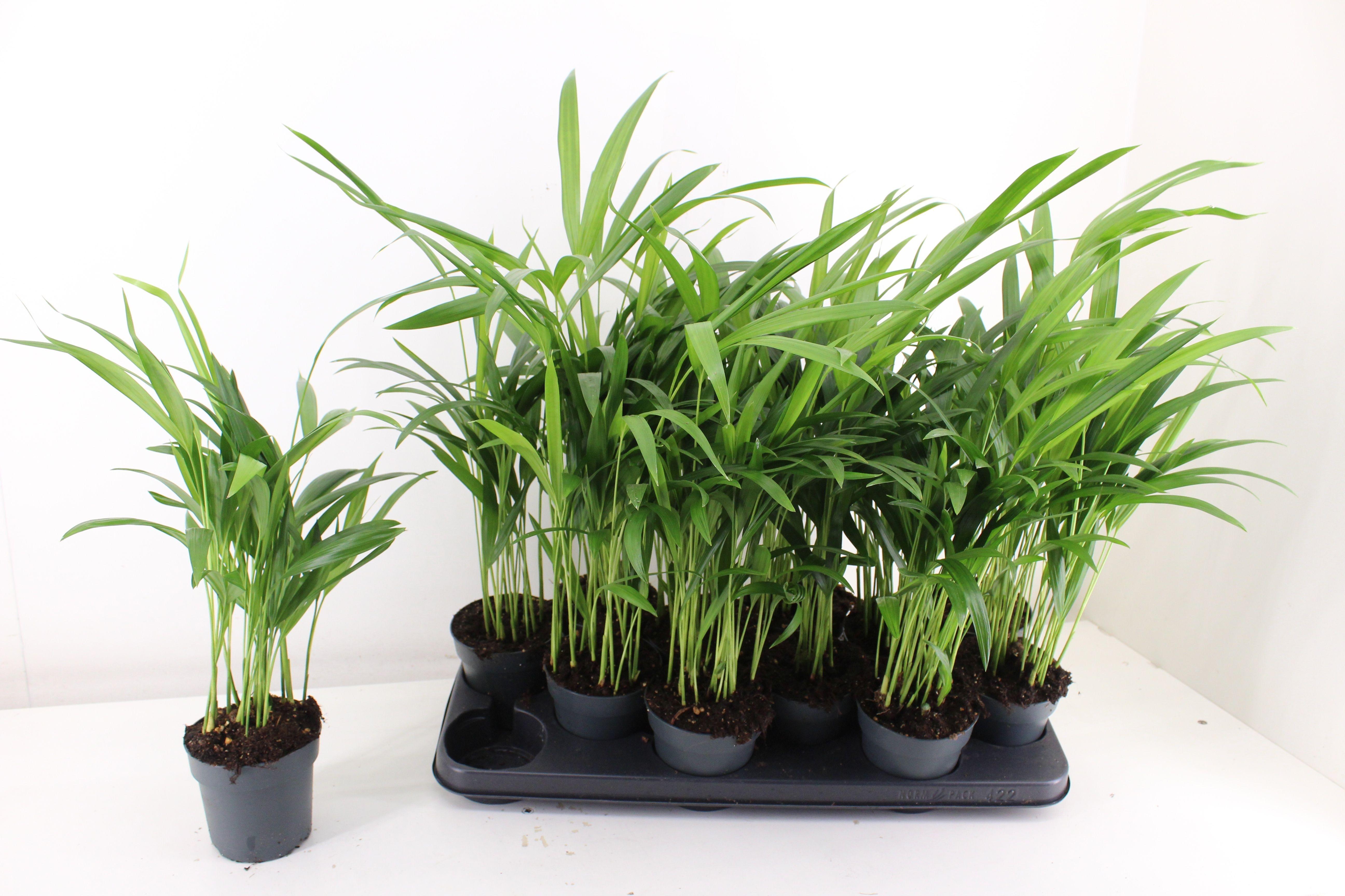 Горшечные цветы и растения оптом Dypsis Lutescens от 12шт из Голландии с доставкой по России