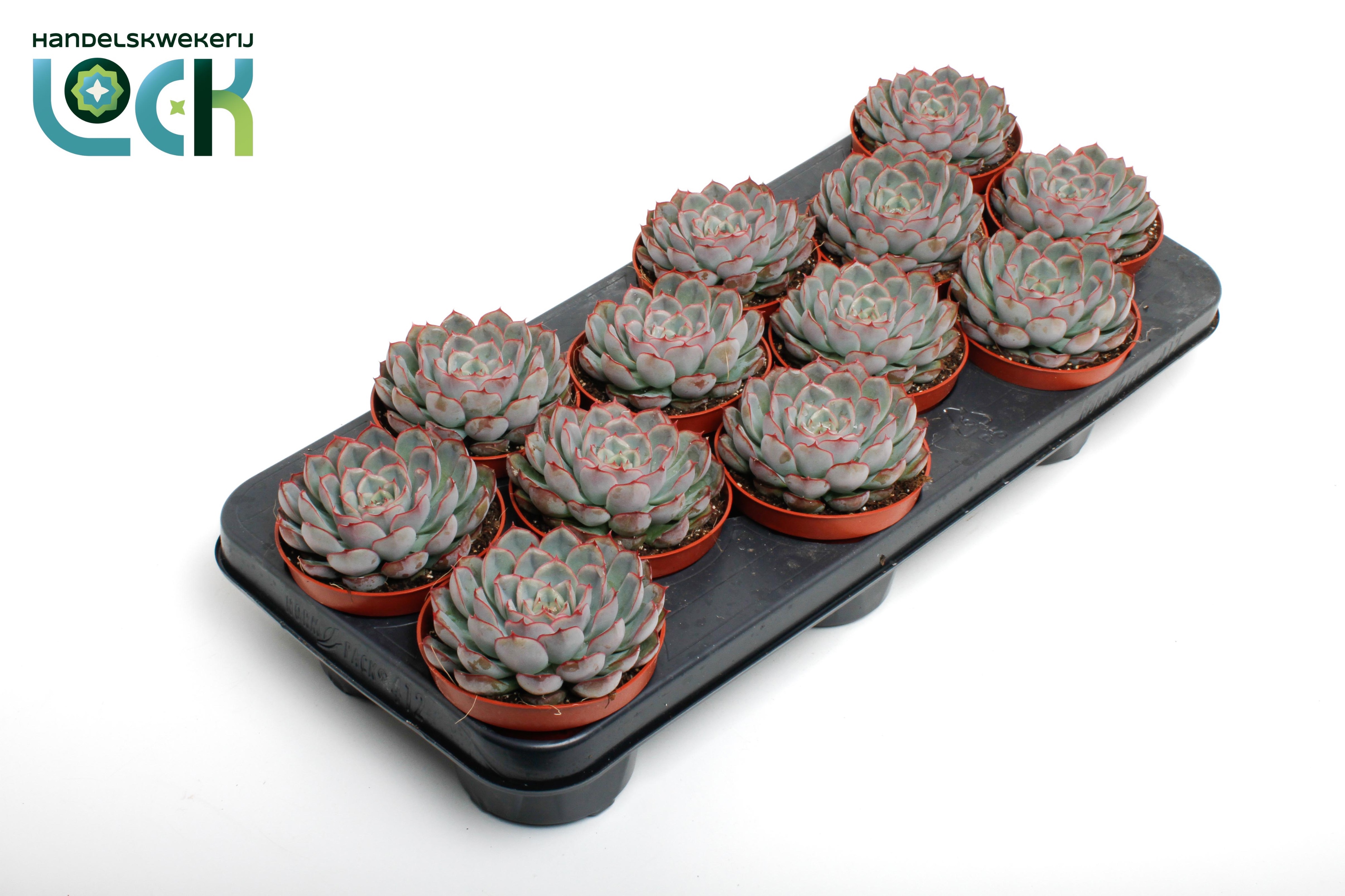 Горшечные цветы и растения оптом Echeveria Deremensis от 12шт из Голландии с доставкой по России