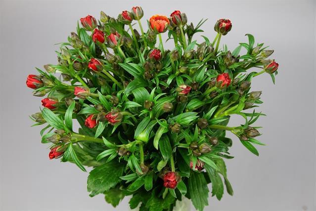 Срезанные цветы оптом Ranunculus butterfly hades от 40шт из Голландии с доставкой по России