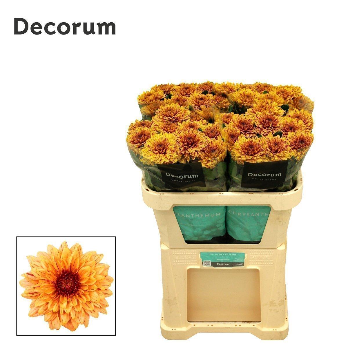 Срезанные цветы оптом Chrys bl pip sunny от 20шт из Голландии с доставкой по России