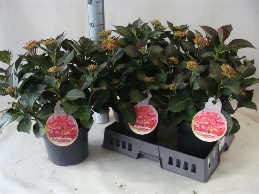 Горшечные цветы и растения оптом Hydrangea Mac.   ... от 3шт из Голландии с доставкой по России