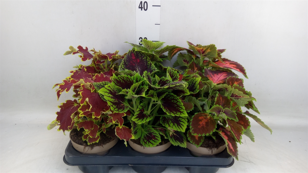 Горшечные цветы и растения оптом Coleus Mix от 6шт из Голландии с доставкой по России
