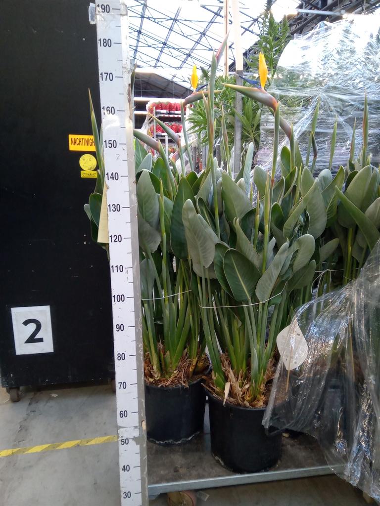 Горшечные цветы и растения оптом Strelitzia Reg. от 1шт из Голландии с доставкой по России