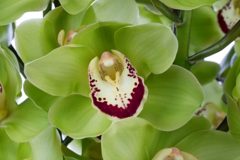 Срезанные цветы оптом Cymbidium green dublin от 6шт из Голландии с доставкой по России