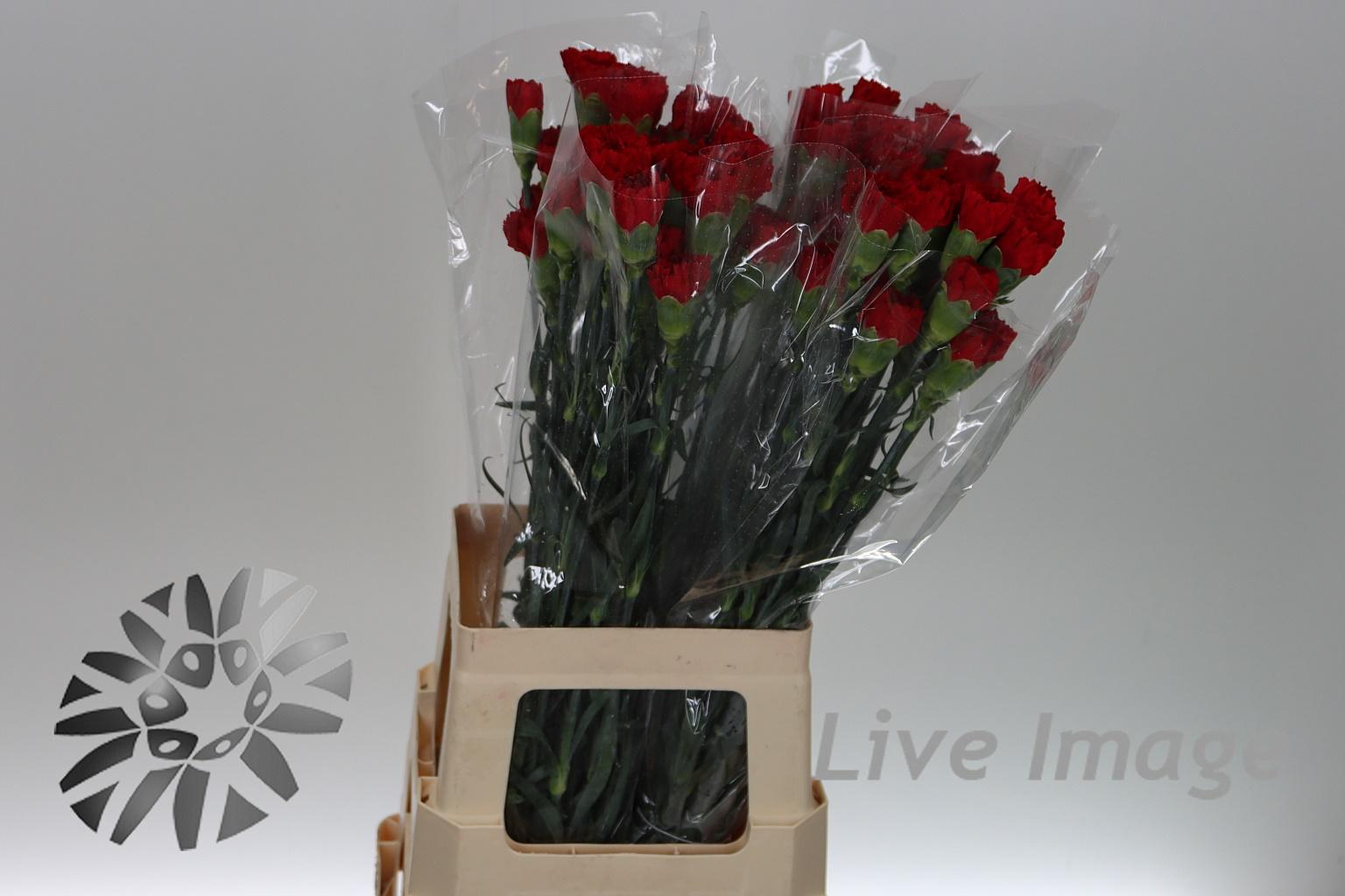 Срезанные цветы оптом Dianthus st don pedro от 80шт из Голландии с доставкой по России