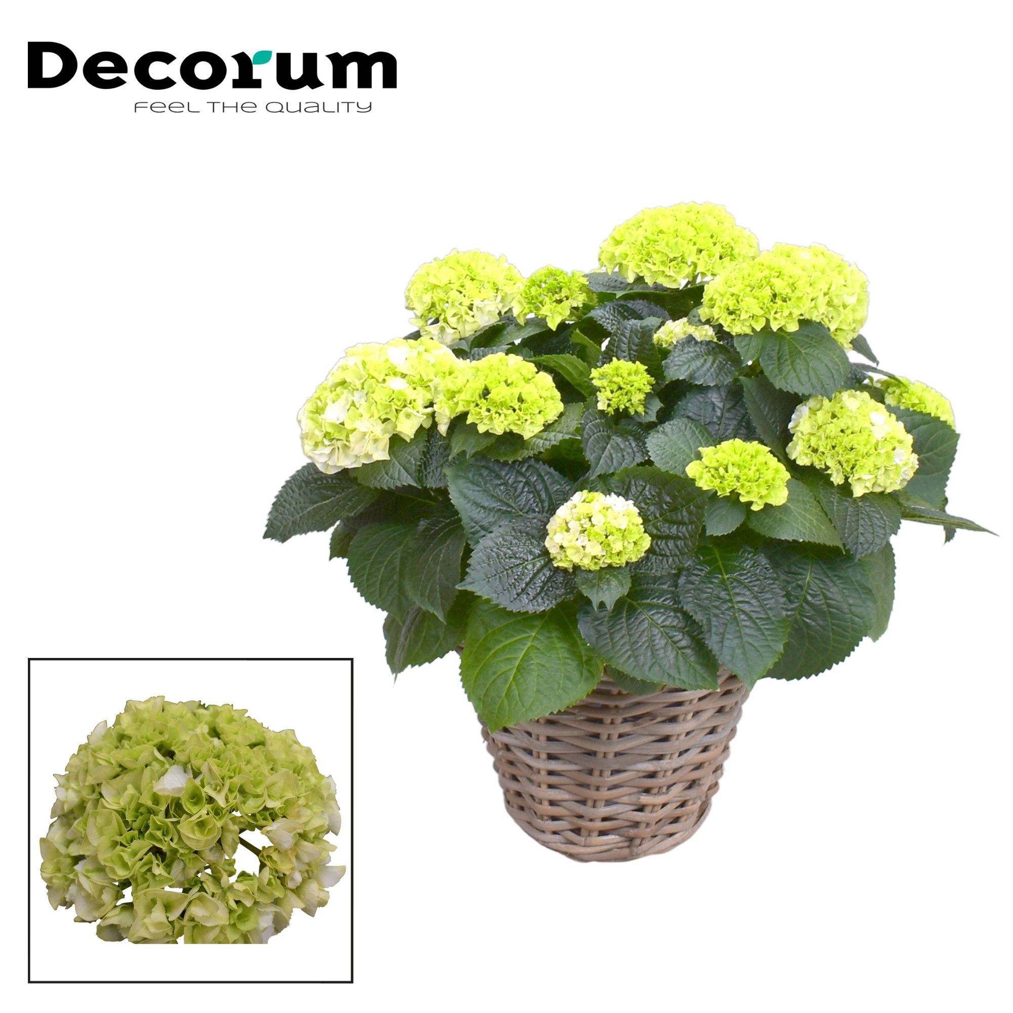 Горшечные цветы и растения оптом Hydrangea Ma White 10+ In Basket (decorum) от 1шт из Голландии с доставкой по России