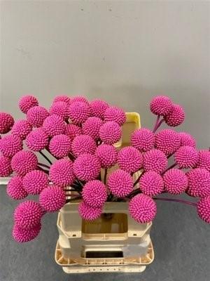 Срезанные цветы оптом Craspedia paint cerise от 200шт из Голландии с доставкой по России